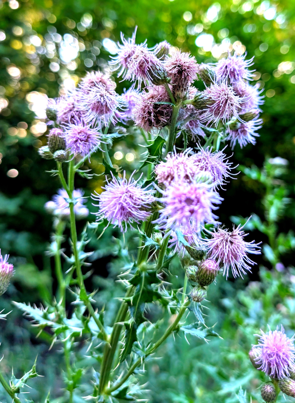 Flowers from Noble Woods.