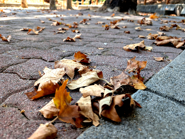 As fall returns, the world returns to stillness.

Photo of fallen leaves in a park, gathered into a small pile.