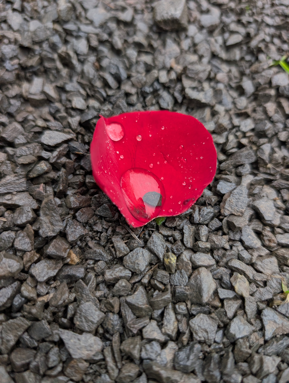 A red petal with a couple drops of water resting in it like a bowl. It stands out from the black gravel beneath.