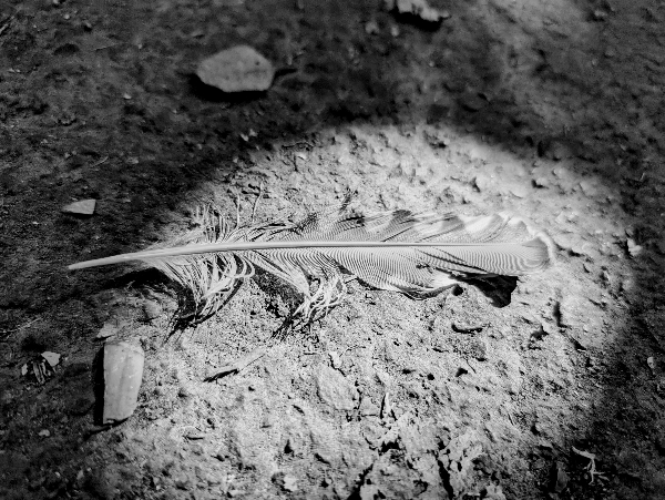 Feather on a trail.