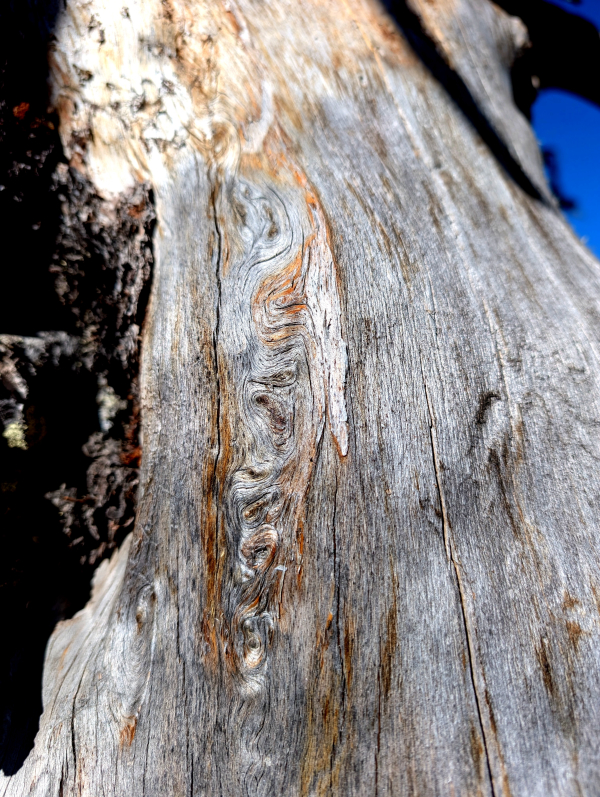 Pattern in the tree bark of a tree on the hike up to Watchman Tower at Crater Lake.