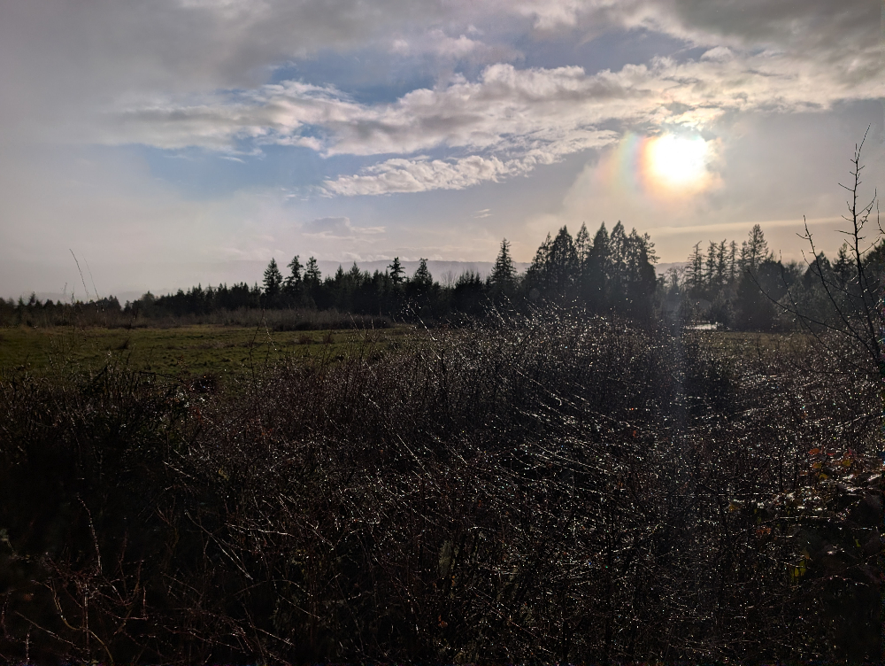 Rainbow around the sun over trees.