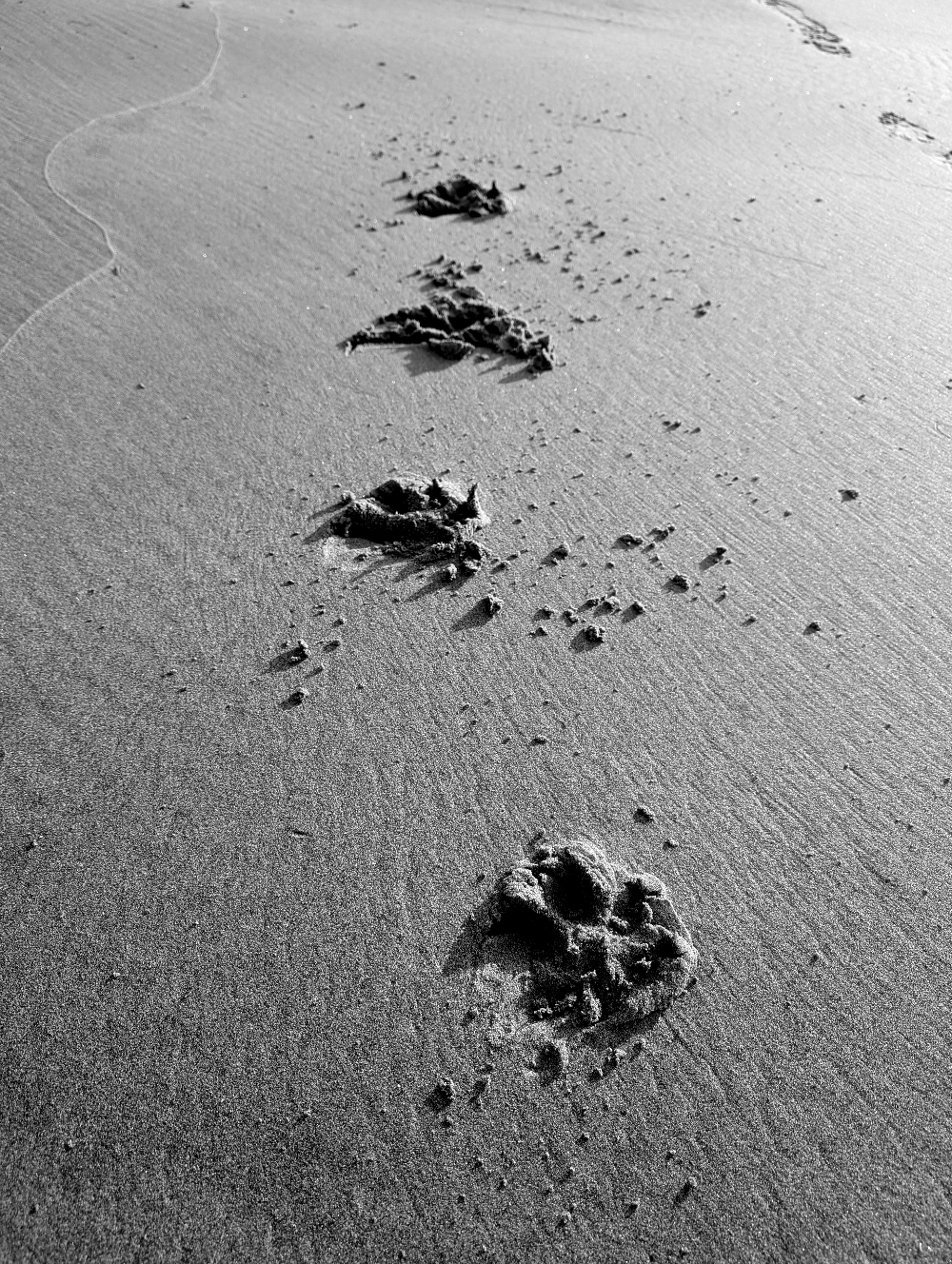 Dog prints in the sand at the beach.