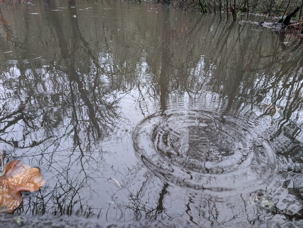 Ripples on the water, with a reflection of trees.